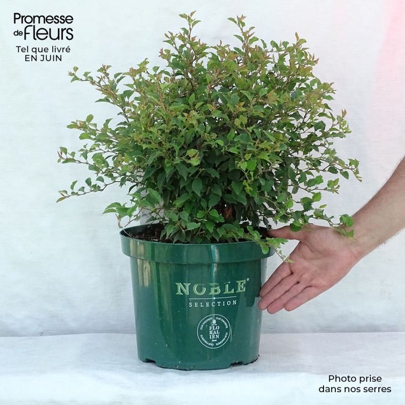 Ejemplar de Cerezo enano Japonés Kojo no mai - Prunus incisa Maceta 7,5L/10L entregado en verano