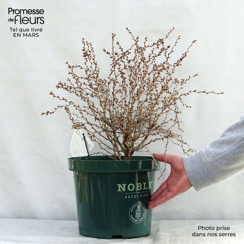 Cerezo enano Japonés Kojo no mai - Prunus incisa Maceta 7,5L/10L Ejemplar entregado en la primavera