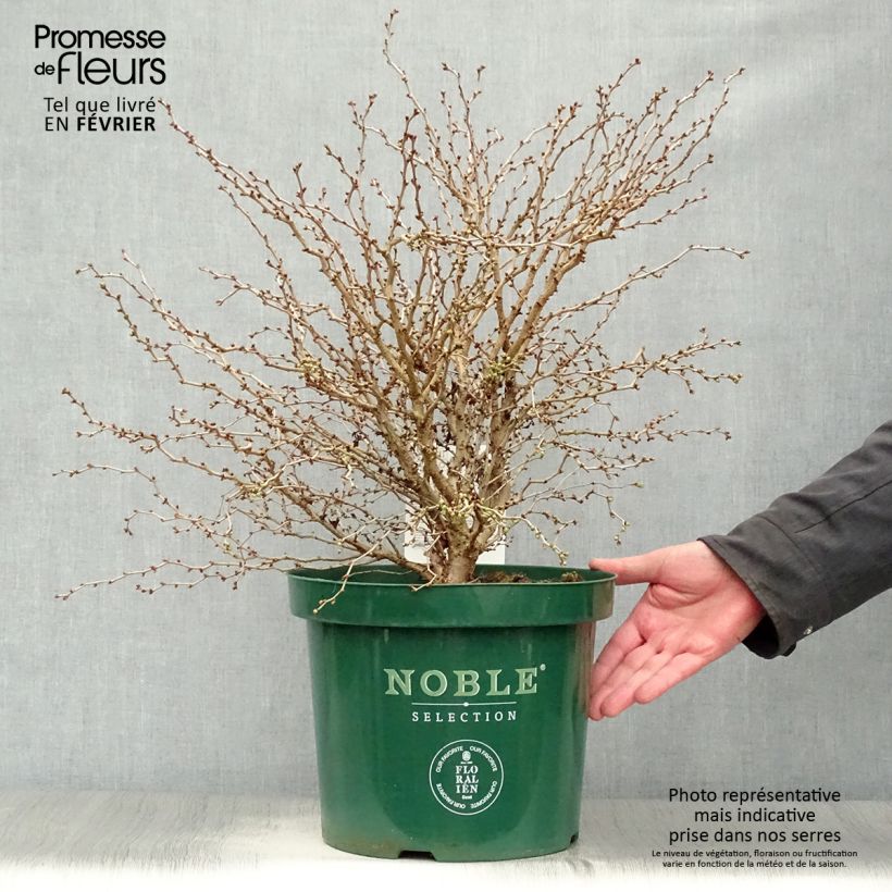 Cerezo enano Japonés Kojo no mai - Prunus incisa Maceta 7,5L/10L Ejemplar entregado en invierno