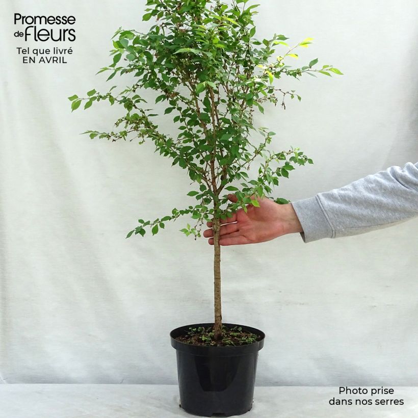 Cerezo enano Japonés Kojo no mai - Prunus incisa Maceta 4L/5L, Tallo Ejemplar entregado en la primavera