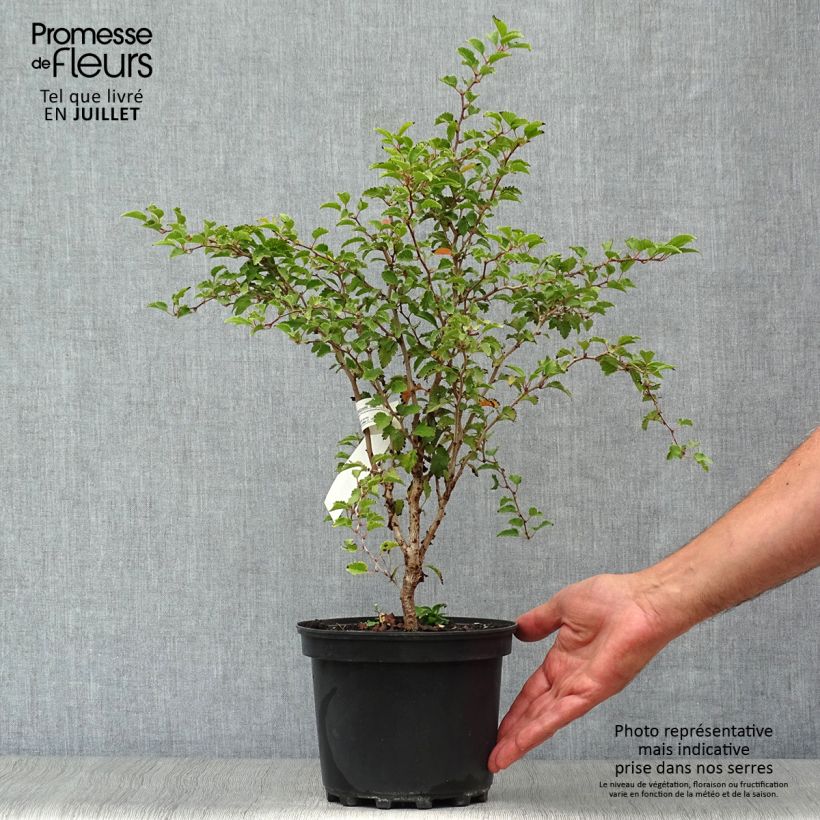 Ejemplar de Cerezo enano Japonés Kojo no mai - Prunus incisa Maceta 2L/3L entregado en verano