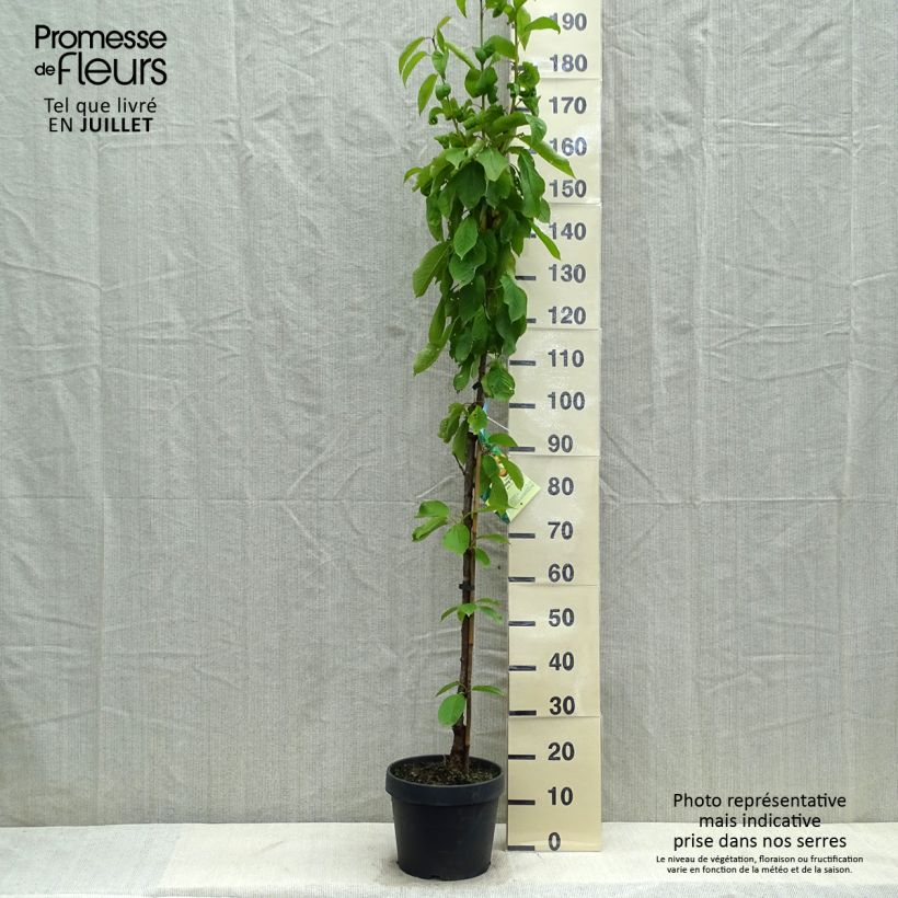 Ejemplar de Guinda Hong Kong Maceta 6L/7L, Columnar entregado en verano