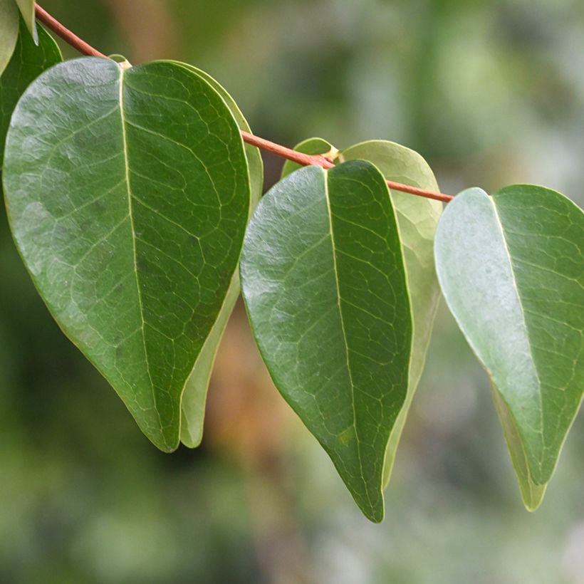 Pitanga - Eugenia uniflora (Follaje)