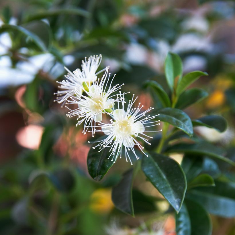 Pitanga - Eugenia uniflora (Floración)