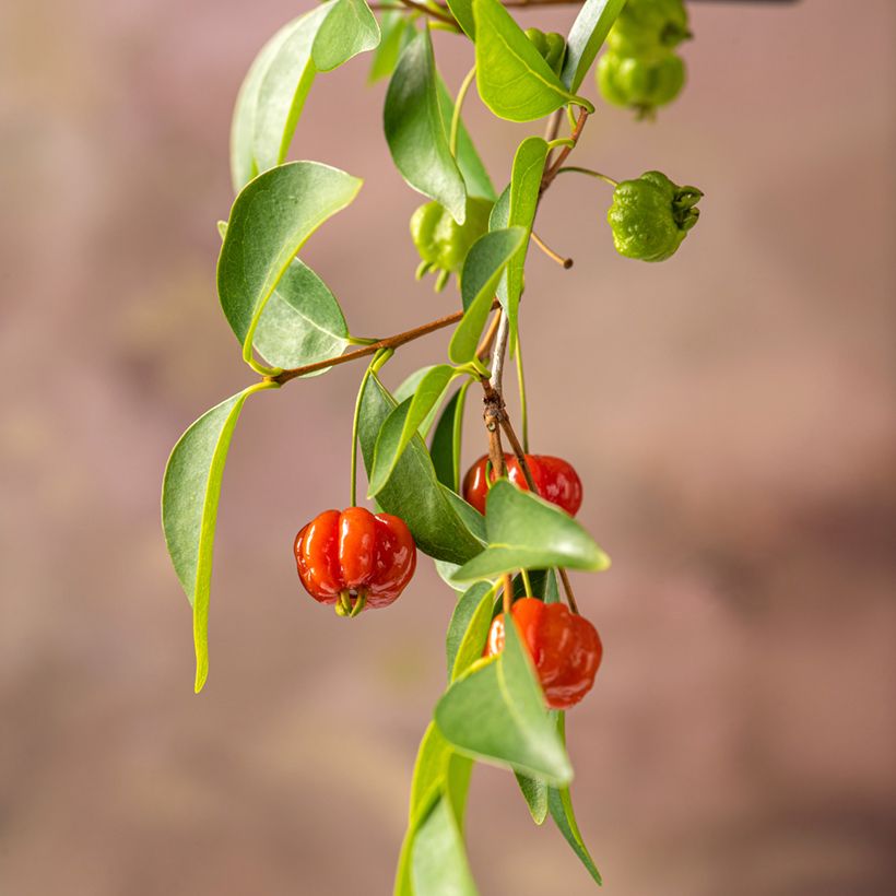 Pitanga - Eugenia uniflora (Cosecha)