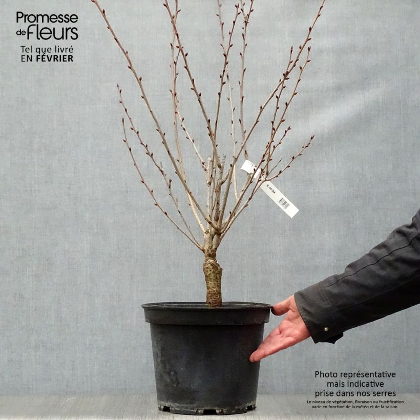 Cerezo japonés Kanzan - Prunus serrulata Maceta 7,5L/10L Ejemplar entregado en invierno