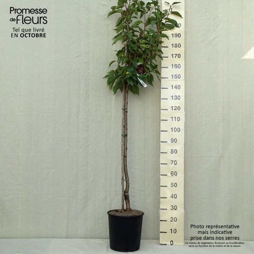 Ejemplar de Cerezo japonés Kanzan - Prunus serrulata Maceta 7,5L/10L entregado en otoño