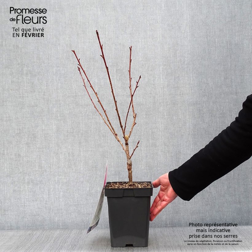 Cerezo japonés Kanzan - Prunus serrulata Maceta 4L/5L Ejemplar entregado en invierno