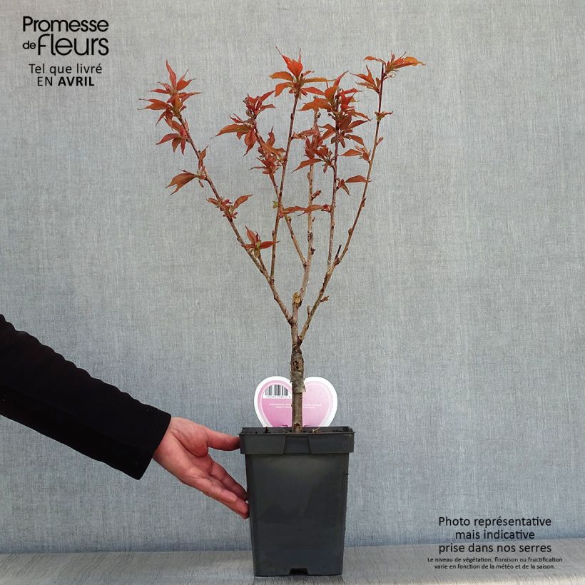 Cerezo japonés Kanzan - Prunus serrulata Maceta 4L/5L, Formación arbustiva Ejemplar entregado en la primavera