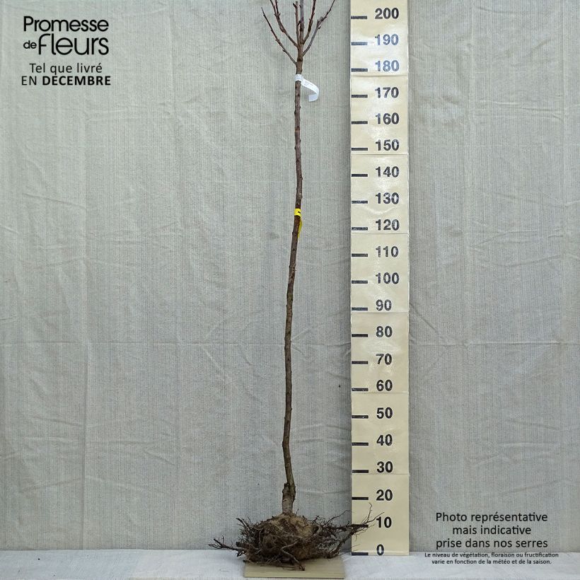 Cerezo japonés Kanzan - Prunus serrulata Raíces desnudas Ejemplar entregado en invierno