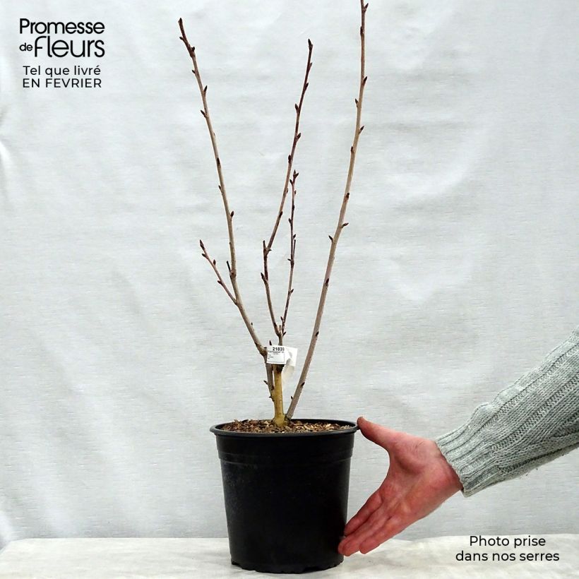 Cerezo japonés Royal Burgundy - Prunus serrulata Maceta 4L/5L Ejemplar entregado en invierno