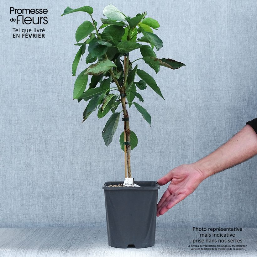 Ejemplar de Guinda enana Fruit Me Cherry Me Maceta 4L/5L, Enano entregado en otoño