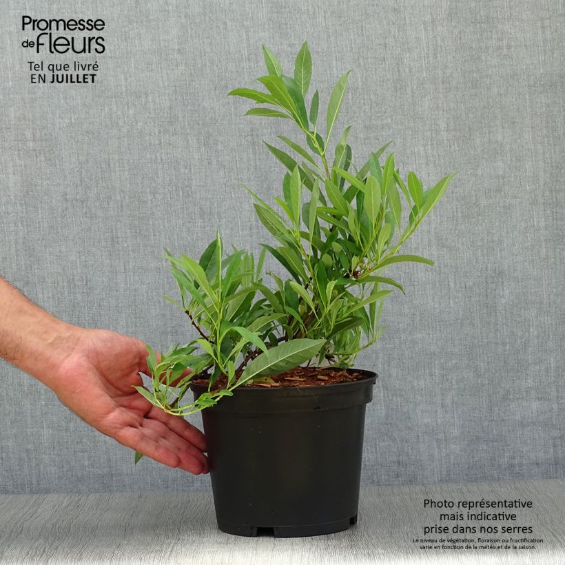 Ejemplar de Prunus pumila Depressa Maceta 2L/3L entregado en verano