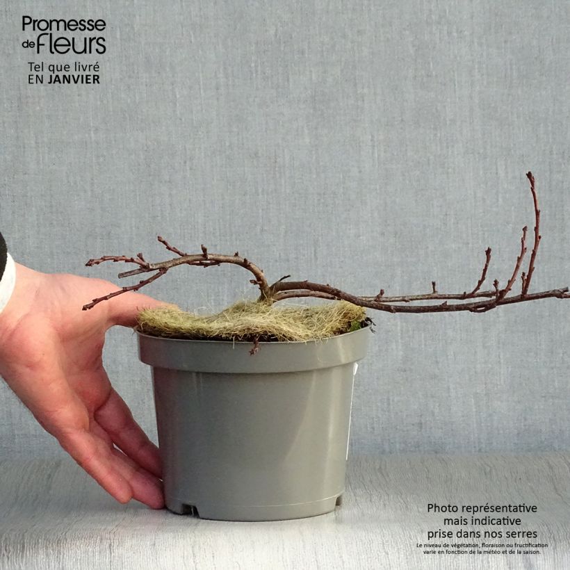 Prunus pumila Depressa Maceta 2L/3L Ejemplar entregado en invierno