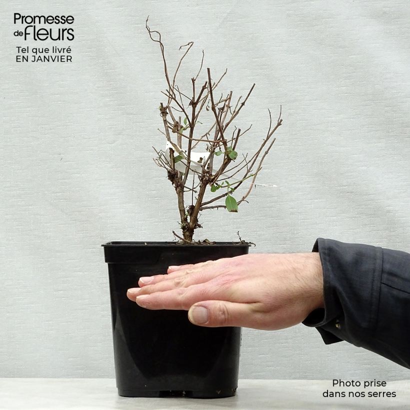 Salvia microphylla Cerro Potosi - Salvia rosa Maceta 2L/3L Ejemplar entregado en invierno