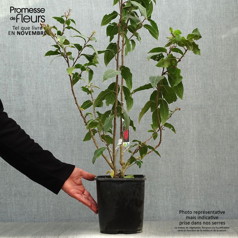 Ejemplar de Cestrum elegans Rubrum Maceta 4L/5L entregado en otoño