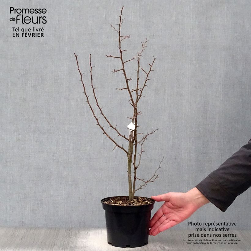 Chaenomeles cathayensis Maceta 3L/4L Ejemplar entregado en invierno