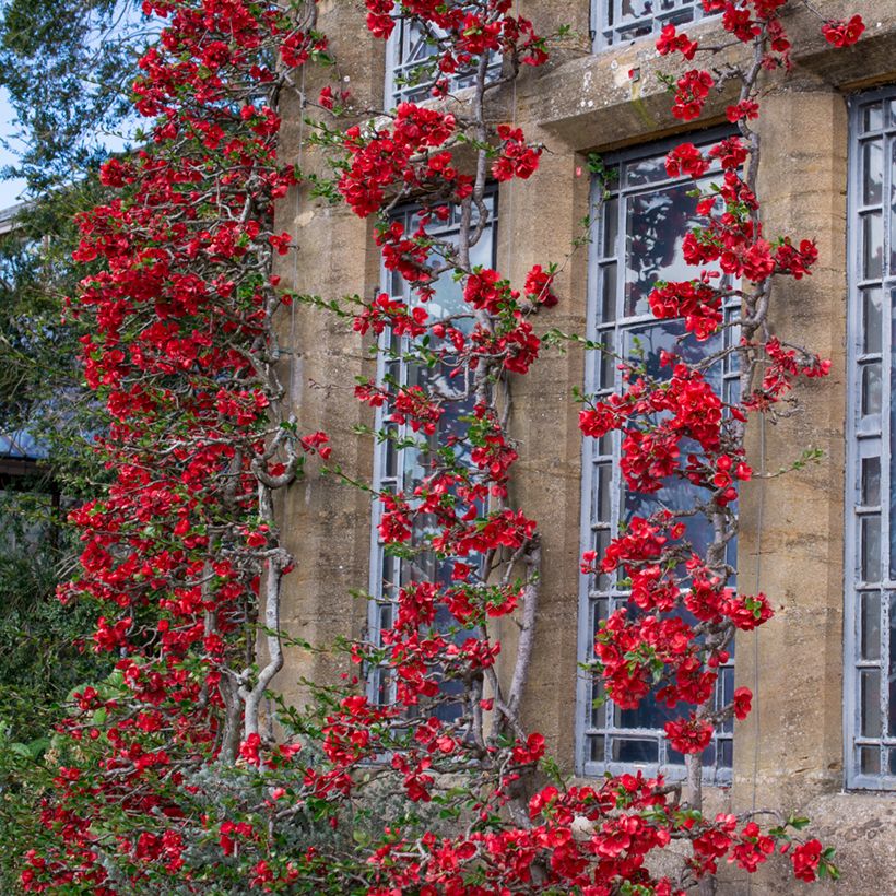 Chaenomeles japonica - Membrillero de flor (Porte)
