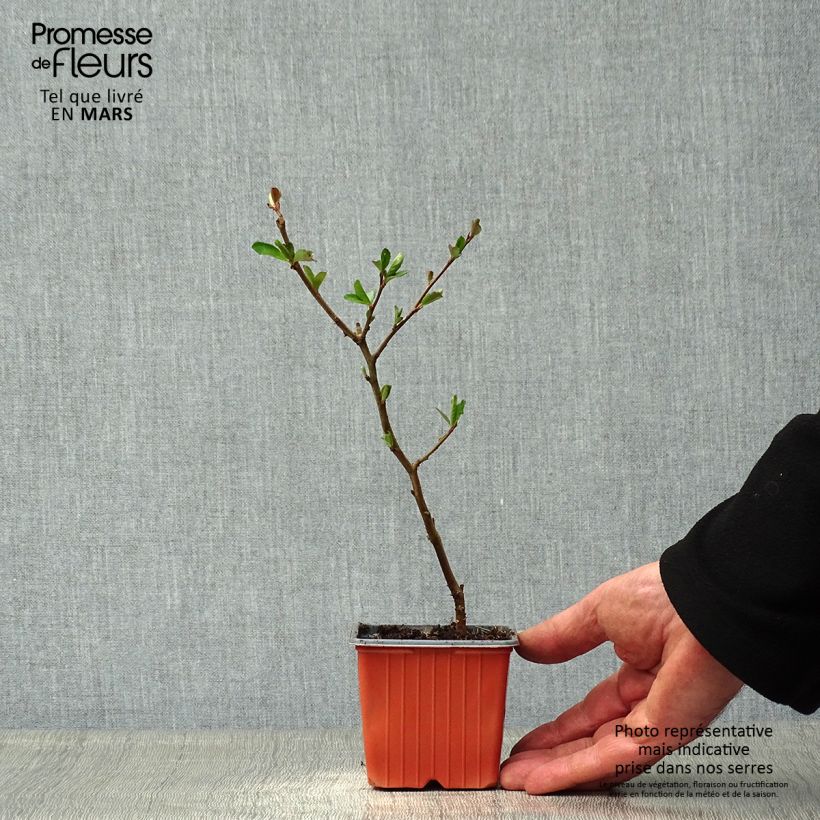 Membrillero del Japón Nicoline - Chaenomeles superba Maceta de 8/9 cm Ejemplar entregado en la primavera