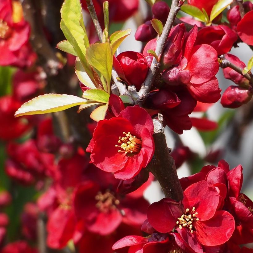 Membrillero del Japón Etna - Chaenomeles superba (Floración)