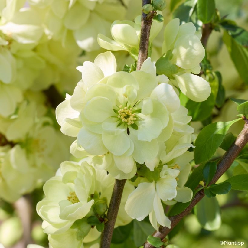 Chaenomeles speciosa Lemon Sorbet - Membrillero del Japón (Floración)