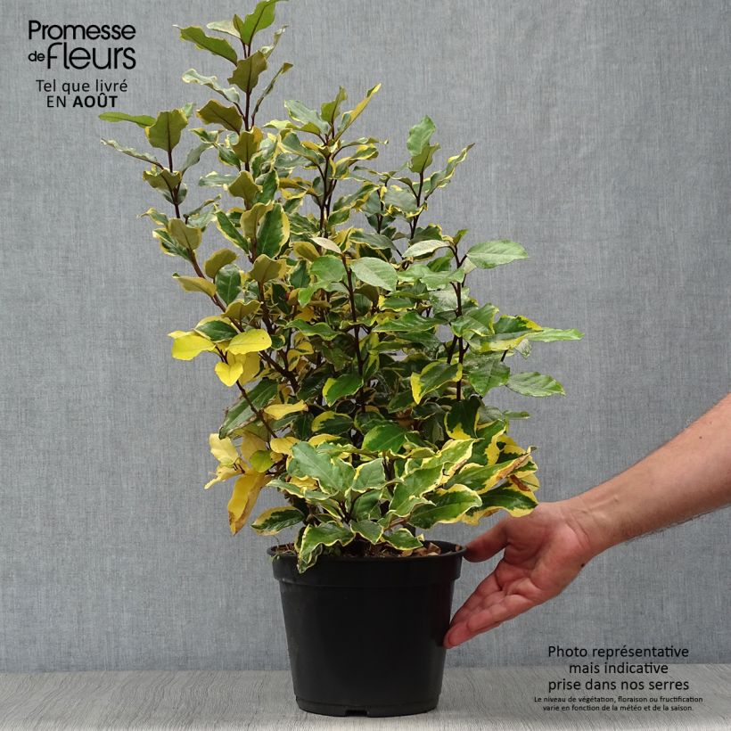 Ejemplar de Elaeagnus ebbingei Viveleg Maceta 3L/4L entregado en verano