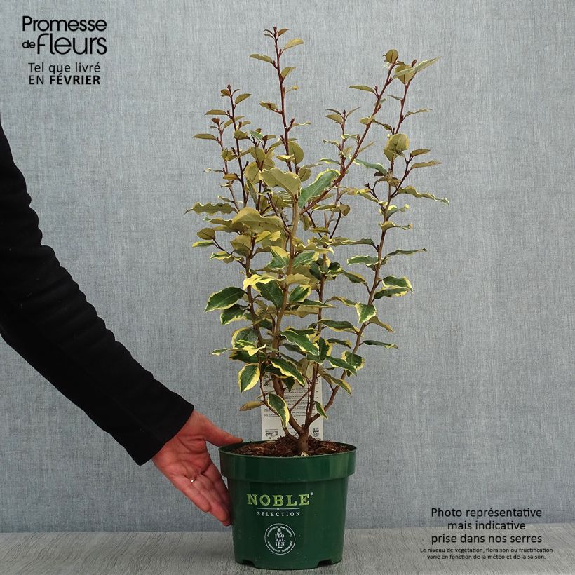 Elaeagnus ebbingei Viveleg Maceta 3L/4L Ejemplar entregado en invierno