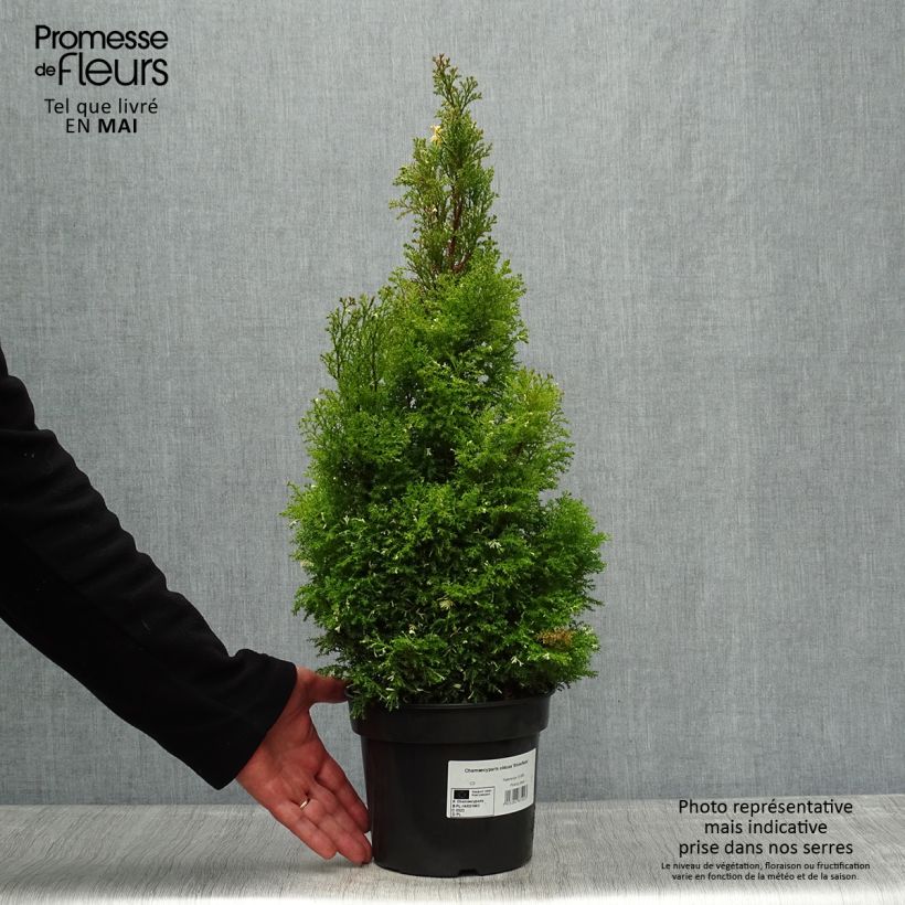 Chamaecyparis obtusa Snowflake - Ciprés hinoki Maceta 2L/3L Ejemplar entregado en la primavera