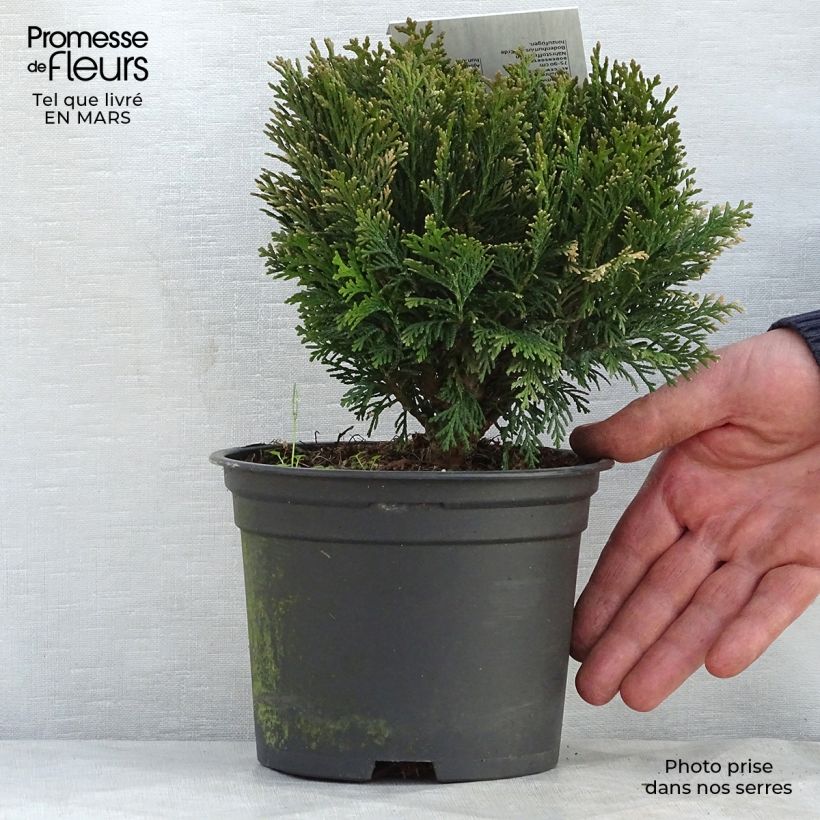 Chamaecyparis lawsoniana Minima Glauca Maceta 2L/3L Ejemplar entregado en la primavera