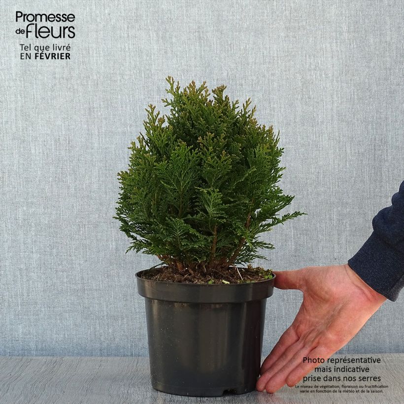 Chamaecyparis lawsoniana Minima Glauca Maceta 2L/3L Ejemplar entregado en invierno