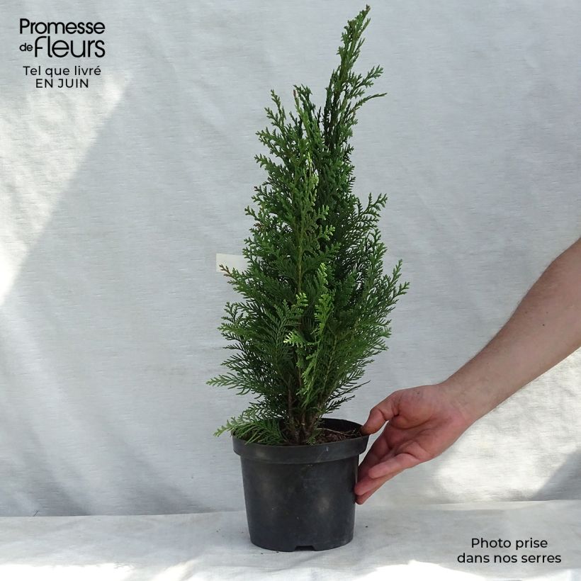Ejemplar de Chamaecyparis lawsoniana Alumii Maceta 3L/4L entregado en verano