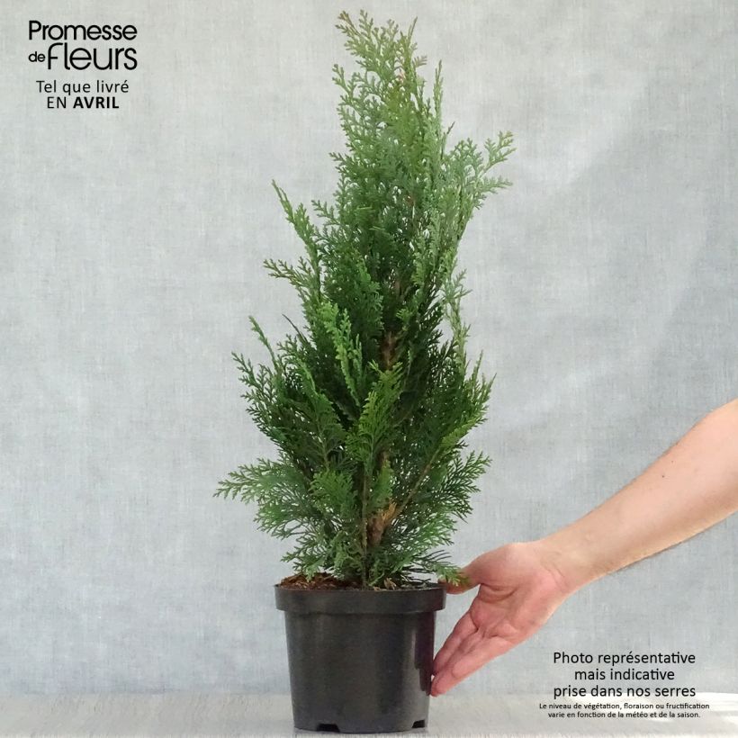 Chamaecyparis lawsoniana Alumii Maceta 3L/4L Ejemplar entregado en la primavera