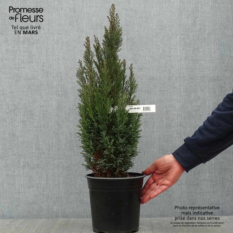 Chamaecyparis lawsoniana Elwoodii Maceta 4L/5L Ejemplar entregado en invierno