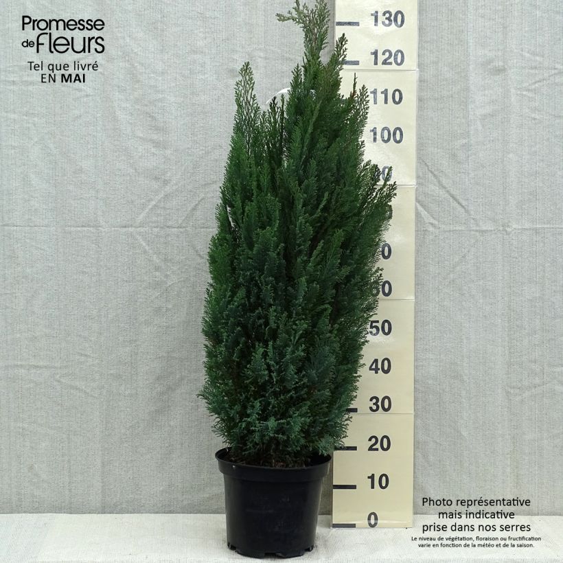 Chamaecyparis lawsoniana Elwoodii Maceta 7,5L/10L Ejemplar entregado en la primavera
