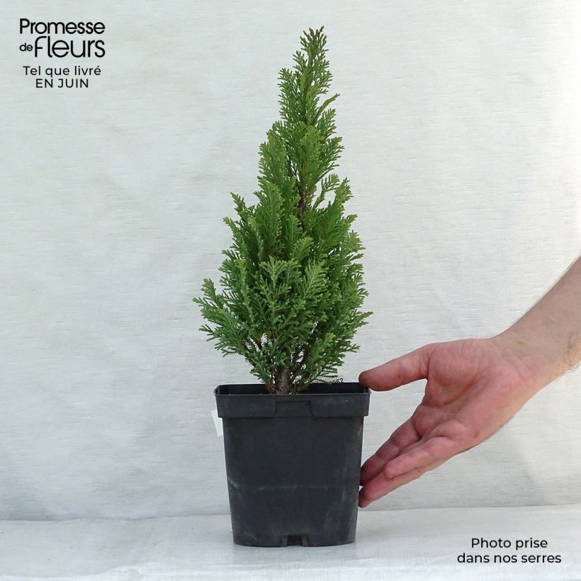 Ejemplar de Chamaecyparis lawsoniana Elwoodii Maceta 2L/3L entregado en verano