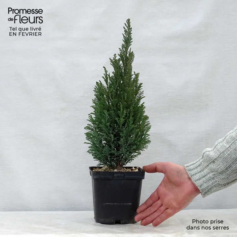 Chamaecyparis lawsoniana Elwoodii Maceta 2L/3L Ejemplar entregado en invierno