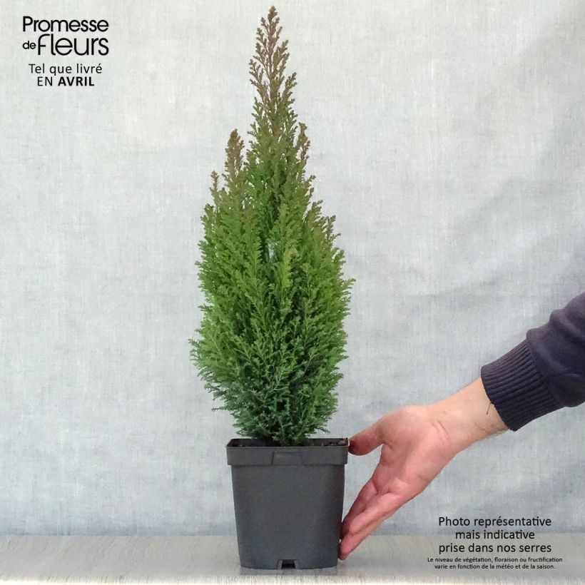Chamaecyparis lawsoniana Elwoodii Maceta 2L/3L Ejemplar entregado en la primavera