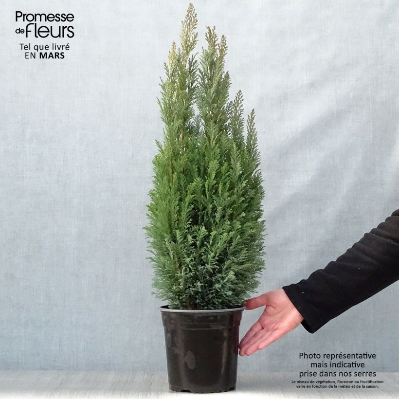 Chamaecyparis lawsoniana Elwoodii Maceta 4L/5L Ejemplar entregado en la primavera