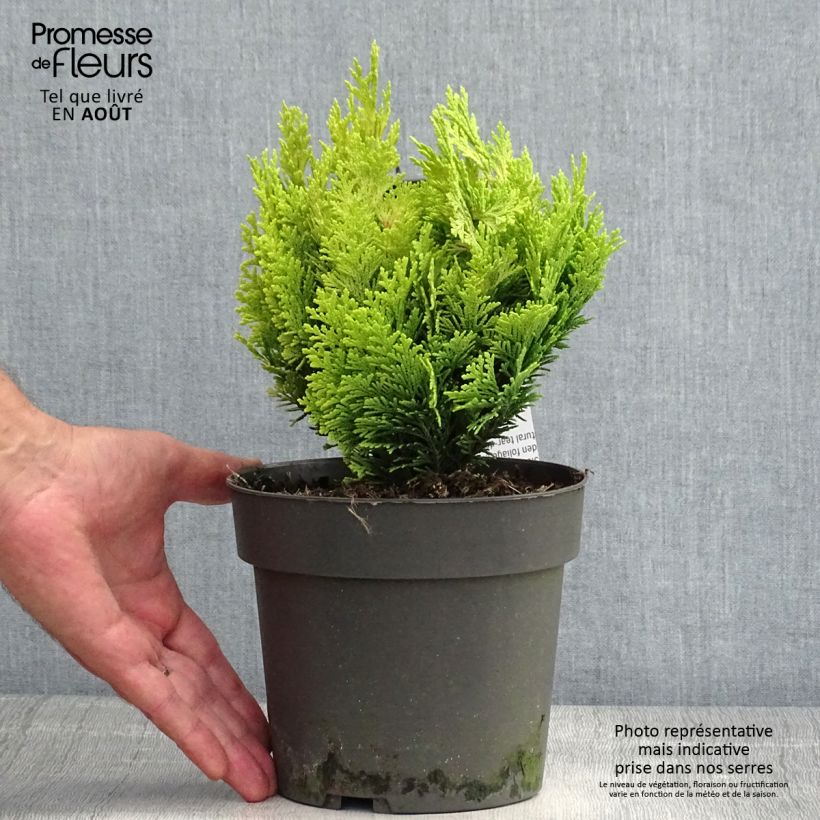 Ejemplar de Chamaecyparis lawsoniana Minima Aurea Maceta 2L/3L entregado en verano