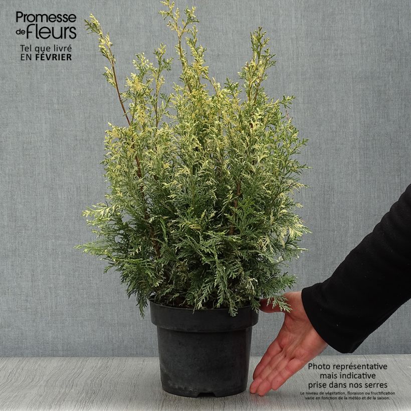 Chamaecyparis lawsoniana Pearly Swirls Maceta 2L/3L Ejemplar entregado en invierno