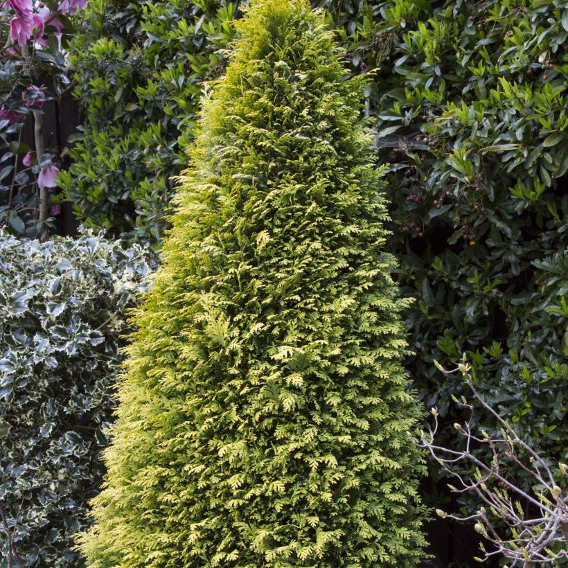 Chamaecyparis lawsoniana Stardust (Porte)