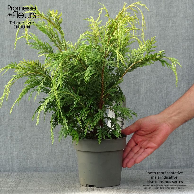 Ejemplar de Chamaecyparis lawsoniana Sunkist Maceta 2L/3L entregado en verano