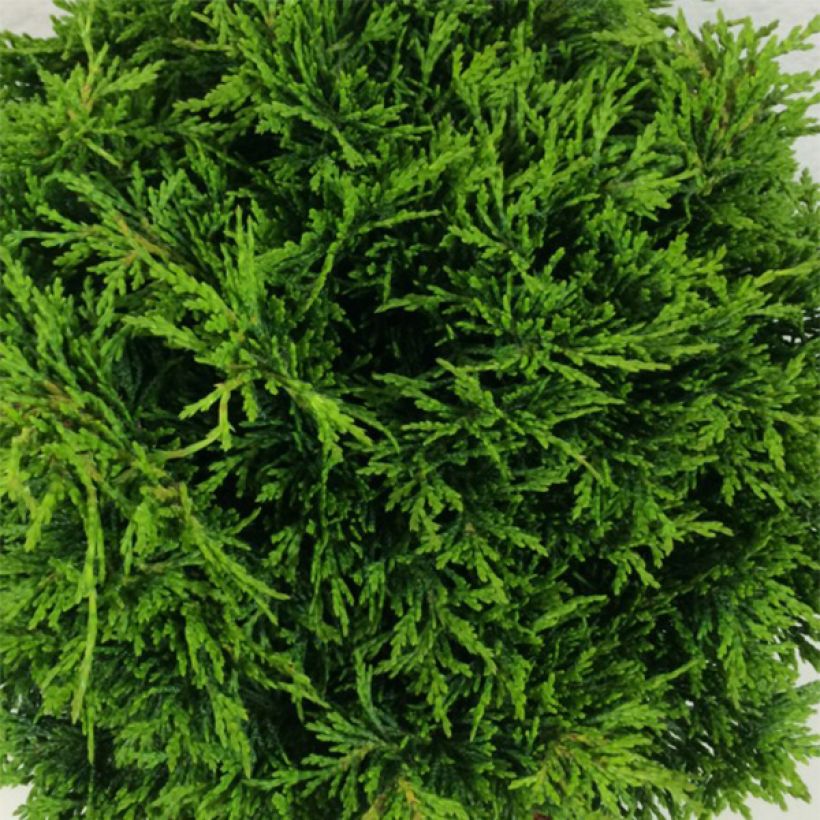Chamaecyparis lawsoniana Twisted Ball (Follaje)