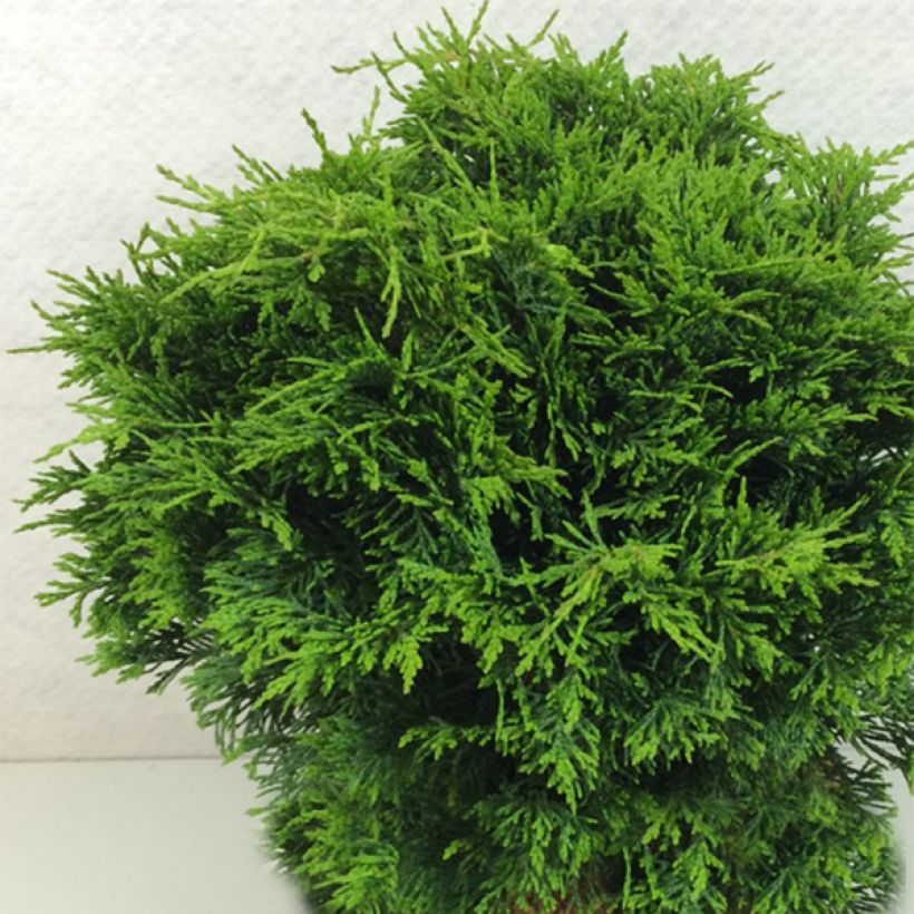 Chamaecyparis lawsoniana Twisted Ball (Porte)