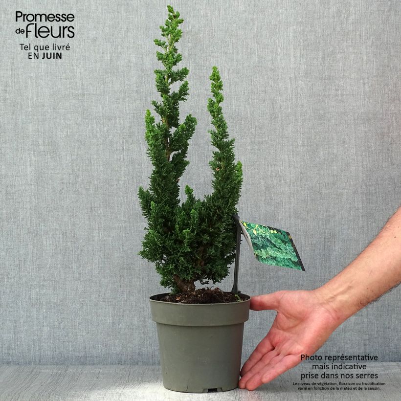 Chamaecyparis lawsoniana Wissel's Saguaro Maceta 2L/3L Ejemplar entregado en la primavera
