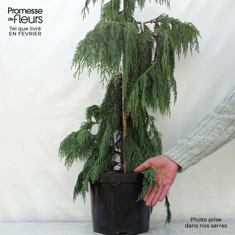 Chamaecyparis nootkatensis Pendula - Ciprés de Nootka Maceta 7,5L/10L Ejemplar entregado en invierno