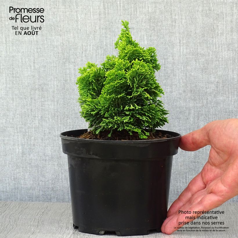 Ejemplar de Chamaecyparis obtusa Aurora - Ciprés hinoki Maceta 2L/3L entregado en verano