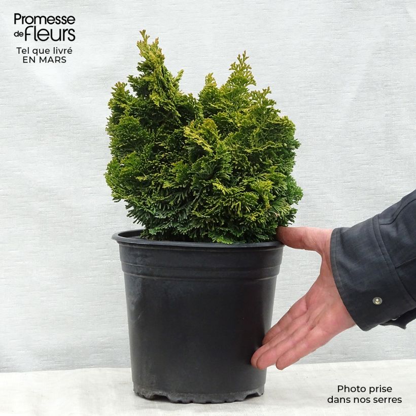 Chamaecyparis obtusa Aurora - Ciprés hinoki Maceta 4L/5L Ejemplar entregado en la primavera