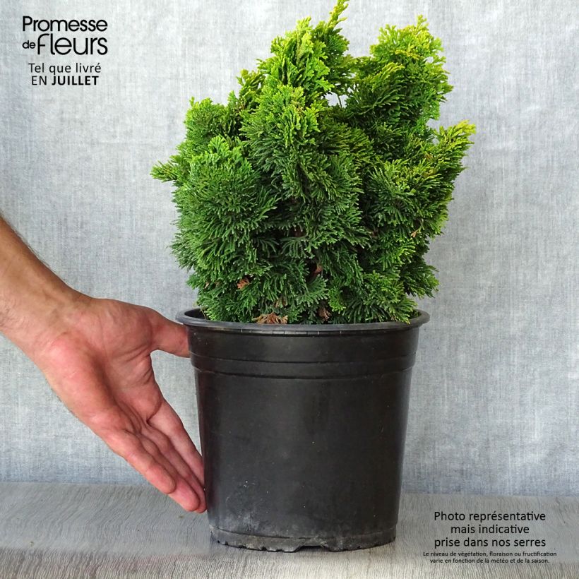 Ejemplar de Chamaecyparis obtusa Aurora - Ciprés hinoki Maceta 4L/5L entregado en verano