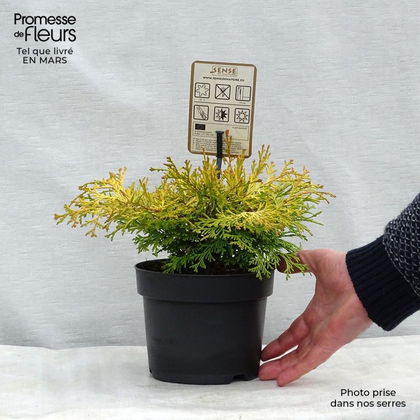 Chamaecyparis obtusa Kamarachiba - Ciprés hinoki Maceta 2L/3L Ejemplar entregado en invierno